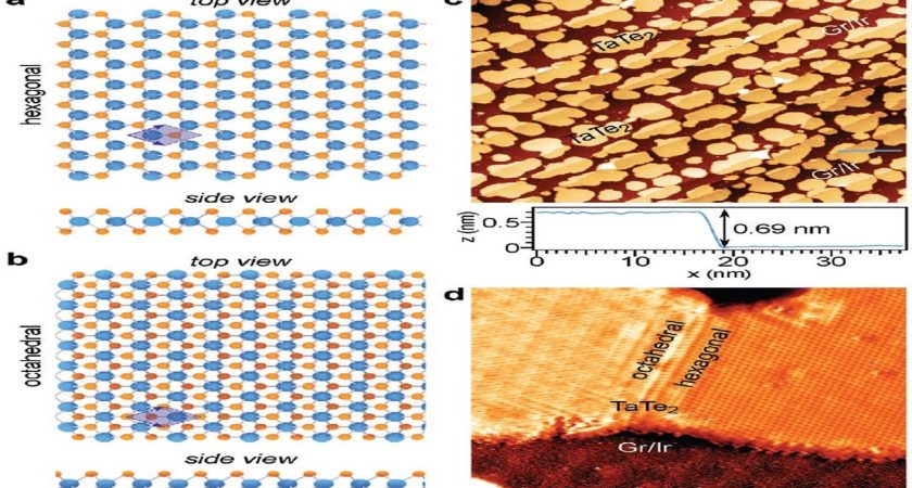 Metastable Polymorphic Phases in Monolayer TaTe2
